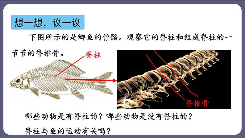 5.1.4鱼 课件-2023-2024学年人教版生物八年级上册02