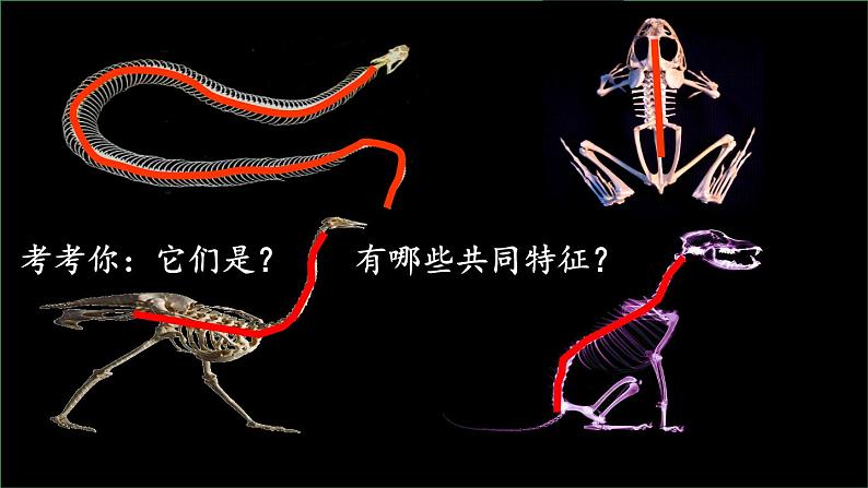 5.1.4鱼 课件-2023-2024学年人教版生物八年级上册03