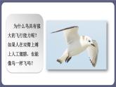 5.1.6鸟 课件-2023-2024学年人教版生物八年级上册