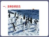 5.1.6鸟 课件-2023-2024学年人教版生物八年级上册