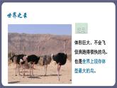 5.1.6鸟 课件-2023-2024学年人教版生物八年级上册