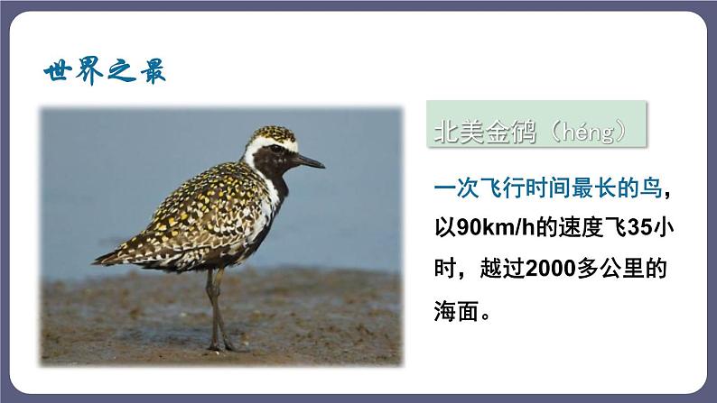 5.1.6鸟 课件-2023-2024学年人教版生物八年级上册第8页