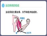 5.2.1 动物的运动 课件-2023-2024学年人教版生物八年级上册