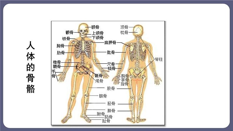 5.2.1 动物的运动 课件-2023-2024学年人教版生物八年级上册第5页