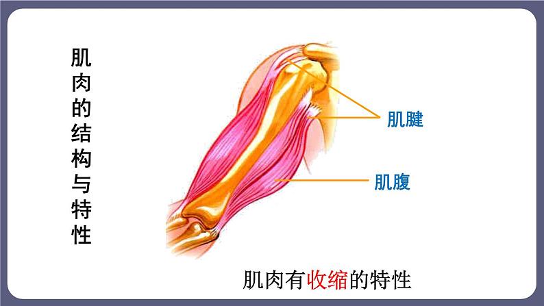 5.2.1 动物的运动 课件-2023-2024学年人教版生物八年级上册第8页