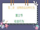 5.2.3社会行为 课件-2023-2024学年人教版生物八年级上册