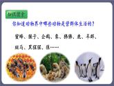 5.2.3社会行为 课件-2023-2024学年人教版生物八年级上册