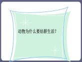 5.2.3社会行为 课件-2023-2024学年人教版生物八年级上册