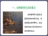 5.2.3社会行为 课件-2023-2024学年人教版生物八年级上册