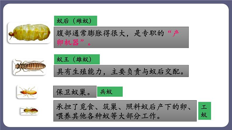 5.2.3社会行为 课件-2023-2024学年人教版生物八年级上册第8页