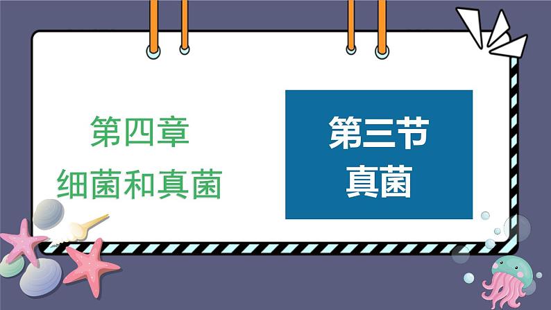 5.4.3真菌优化 课件-2023-2024学年人教版生物八年级上册01