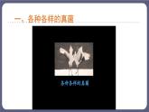 5.4.3真菌优化 课件-2023-2024学年人教版生物八年级上册