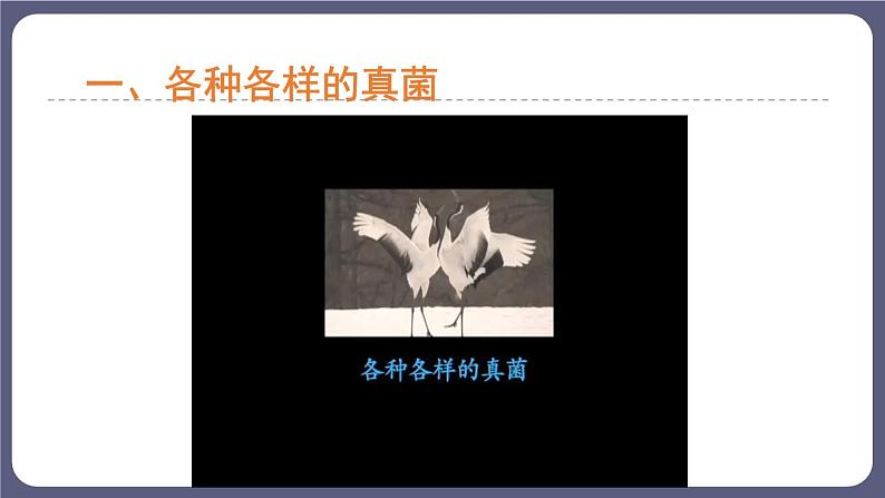 5.4.3真菌优化 课件-2023-2024学年人教版生物八年级上册03