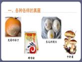 5.4.3真菌优化 课件-2023-2024学年人教版生物八年级上册