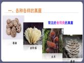 5.4.3真菌优化 课件-2023-2024学年人教版生物八年级上册