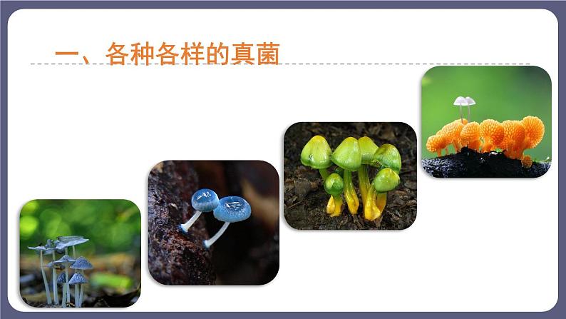 5.4.3真菌优化 课件-2023-2024学年人教版生物八年级上册08