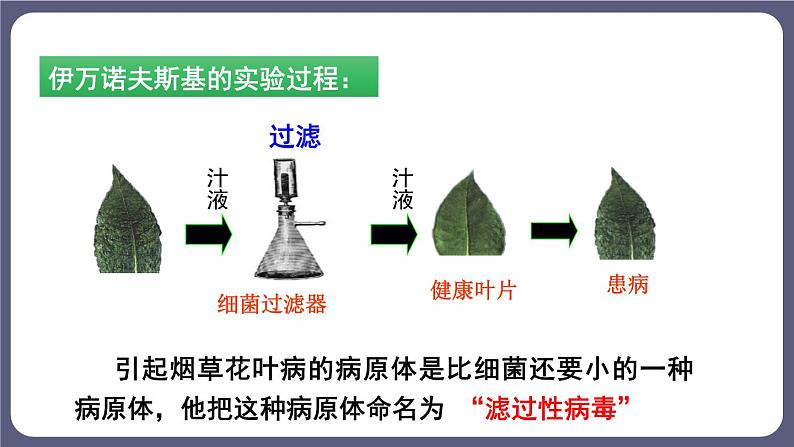 5.5 病毒 课件-2023-2024学年人教版生物八年级上册07