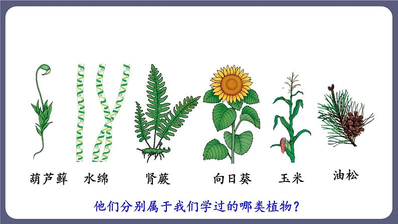 6.1.1 尝试对生物进行分类优化 课件-2023-2024学年人教版生物八年级上册05