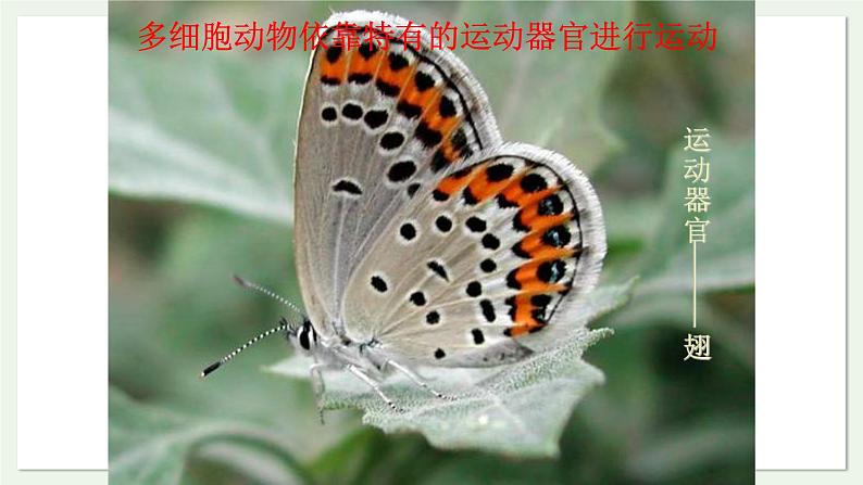 苏教版生物八上6.17.2 动物运动依赖于一定的结构（课件PPT)第4页