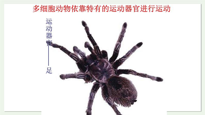 苏教版生物八上6.17.2 动物运动依赖于一定的结构（课件PPT)第5页