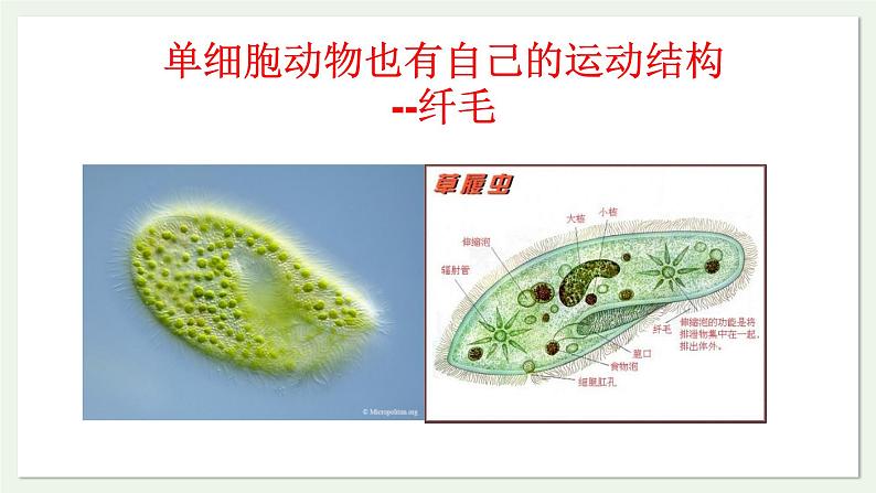 苏教版生物八上6.17.2 动物运动依赖于一定的结构（课件PPT)第8页