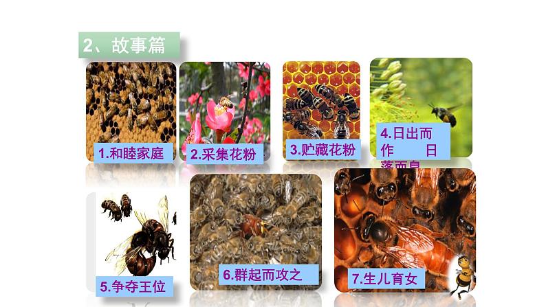 5.2.2 动物行为的类型 课件-2023-2024学年人教版生物八年级上册04