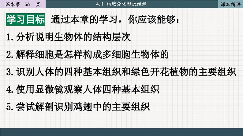 北师大版生物七上4.1 细胞分化形成组织（课件PPT）第2页