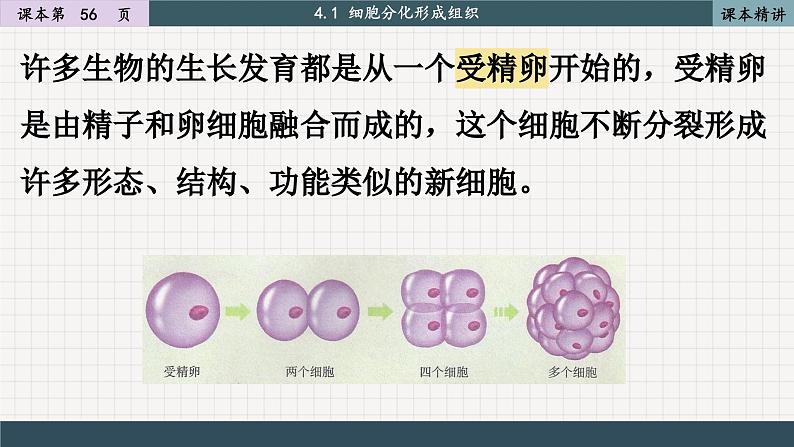 北师大版生物七上4.1 细胞分化形成组织（课件PPT）第4页