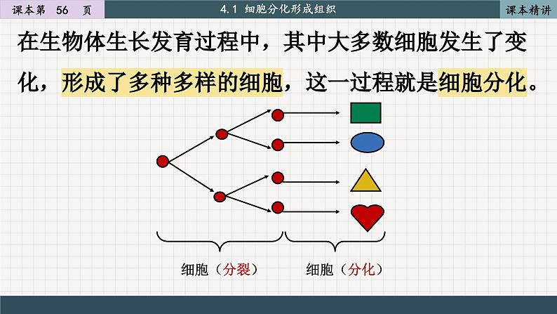 北师大版生物七上4.1 细胞分化形成组织（课件PPT）第5页