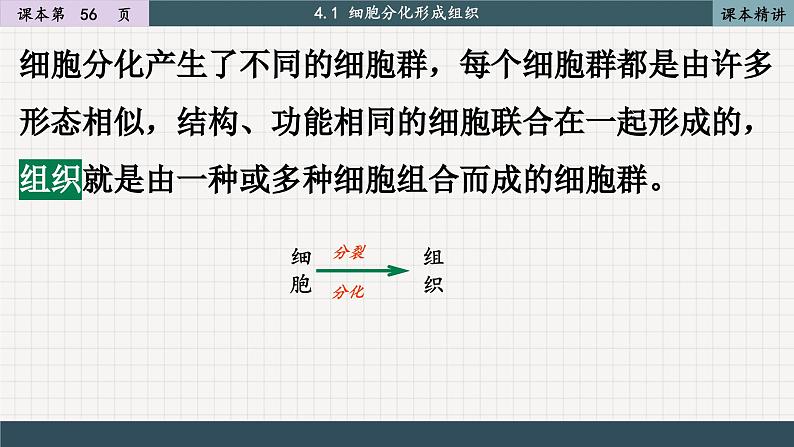 北师大版生物七上4.1 细胞分化形成组织（课件PPT）第6页