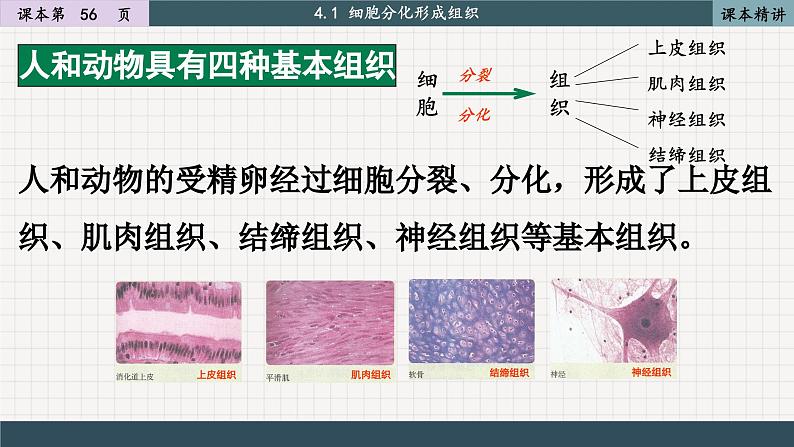 北师大版生物七上4.1 细胞分化形成组织（课件PPT）第7页