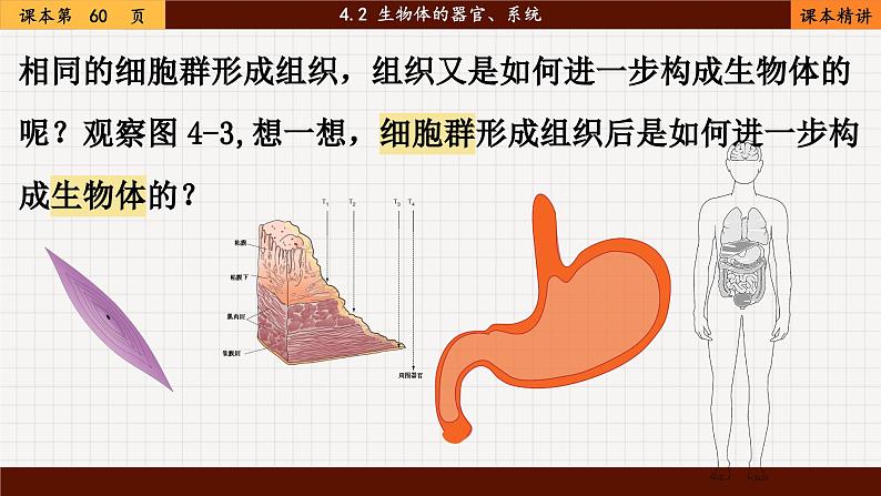 北师大版生物七上4.2 生物体的器官、系统（课件PPT）02