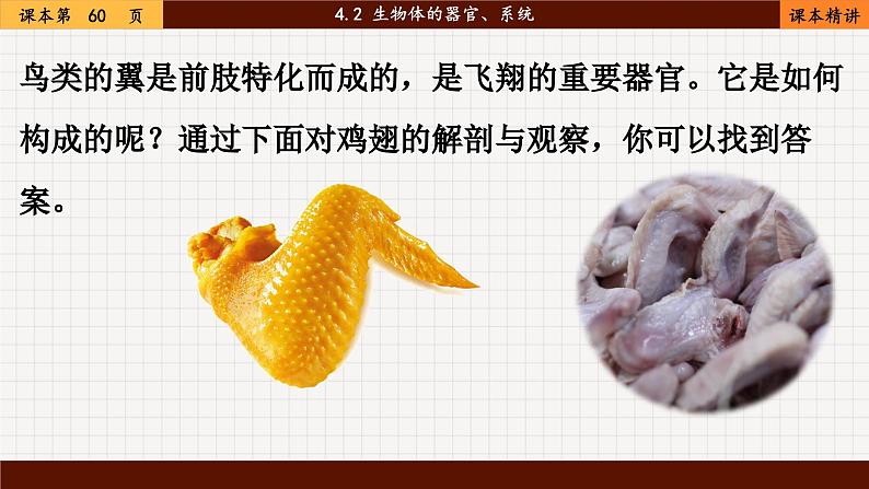 北师大版生物七上4.2 生物体的器官、系统（课件PPT）04