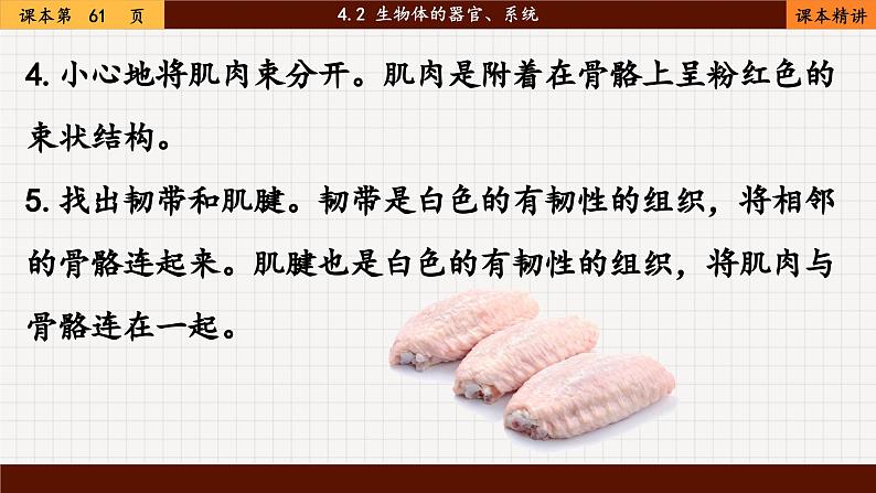 北师大版生物七上4.2 生物体的器官、系统（课件PPT）07