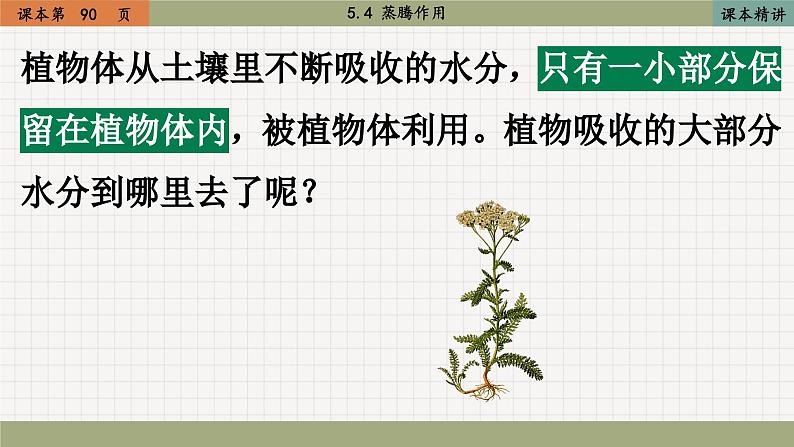北师大版生物七上5.4 蒸腾作用（课件PPT）第3页