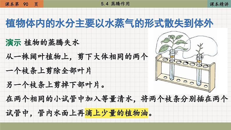 北师大版生物七上5.4 蒸腾作用（课件PPT）第4页