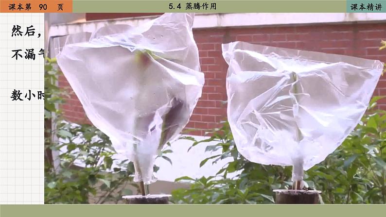 北师大版生物七上5.4 蒸腾作用（课件PPT）第5页