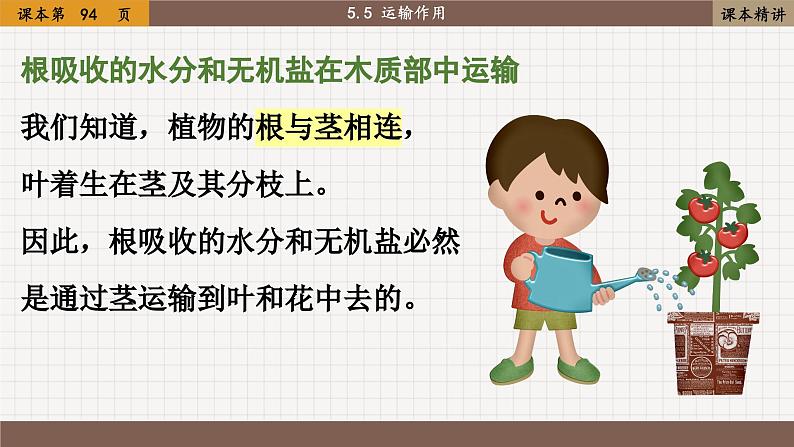 北师大版生物七上5.5 运输作用（课件PPT）第3页