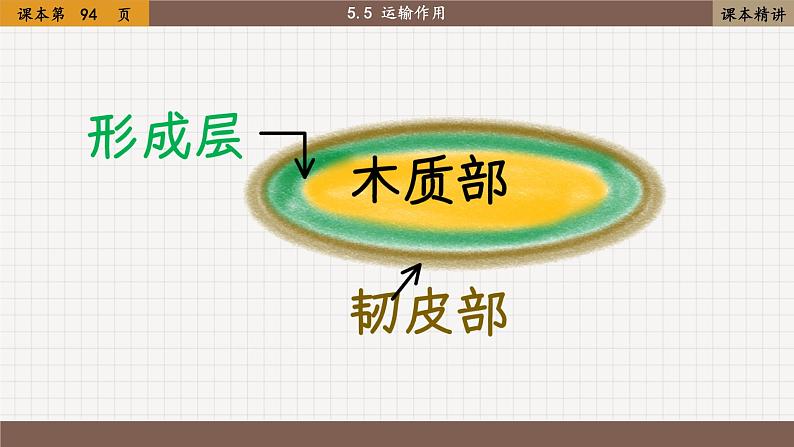 北师大版生物七上5.5 运输作用（课件PPT）第4页