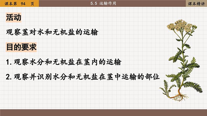 北师大版生物七上5.5 运输作用（课件PPT）第5页