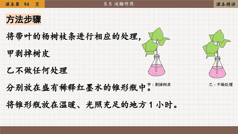 北师大版生物七上5.5 运输作用（课件PPT）第7页