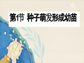 北师大版生物七上6.1 种子萌发形成幼苗（课件PPT）