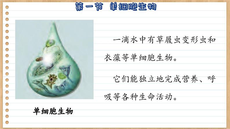 苏教版生物七上4.1  单细胞生物（课件PPT）05