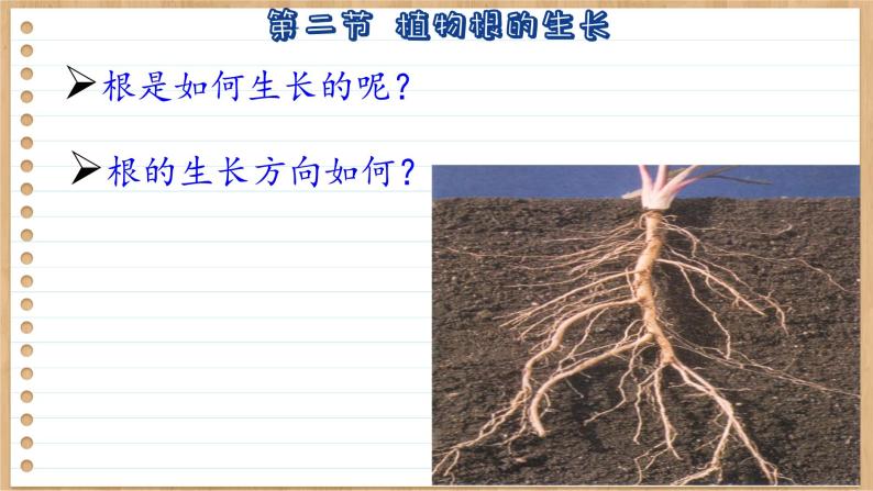苏教版生物七上5.2  植物根的生长（课件PPT）06