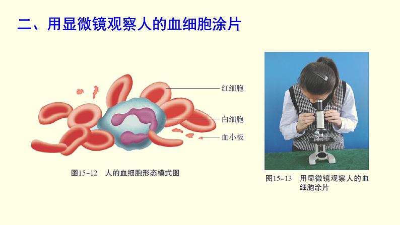 苏科版生物八上15.1  第3课时  人体内物质的运输-血液（课件PPT）06