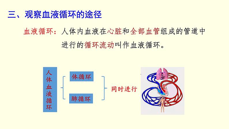 苏科版生物八上15.1  第4课时  人体内物质的运输-血液循环（课件PPT）06