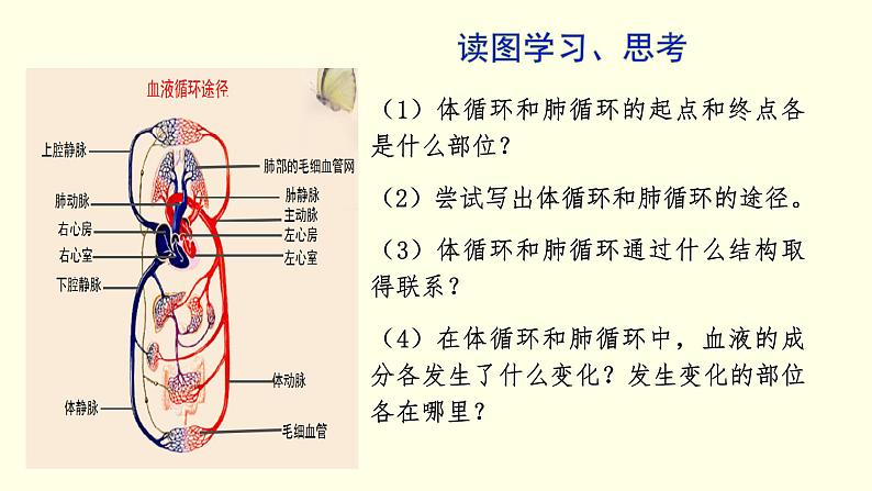 苏科版生物八上15.1  第4课时  人体内物质的运输-血液循环（课件PPT）07