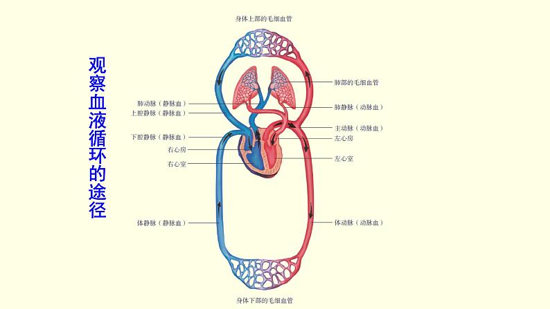 苏科版生物八上15.1  第4课时  人体内物质的运输-血液循环（课件PPT）08