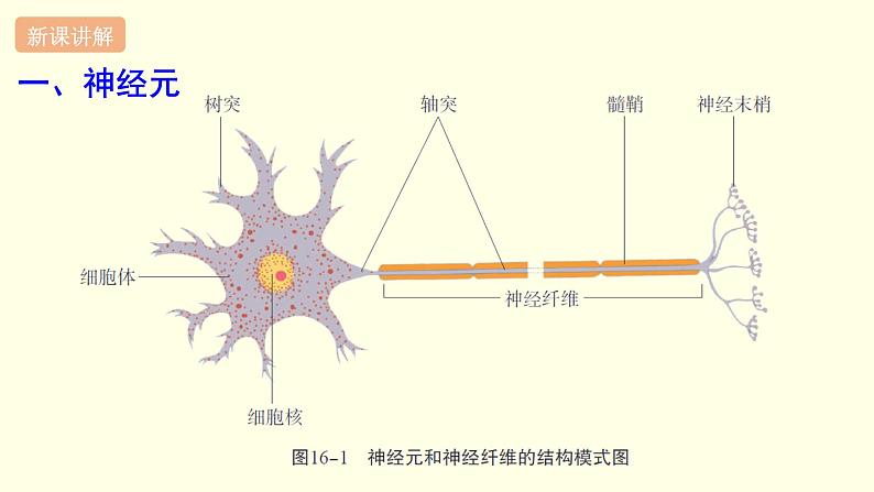 苏科版生物八上16.1  人体的神经调节 第1课时（课件PPT）03