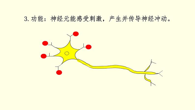 苏科版生物八上16.1  人体的神经调节 第1课时（课件PPT）05